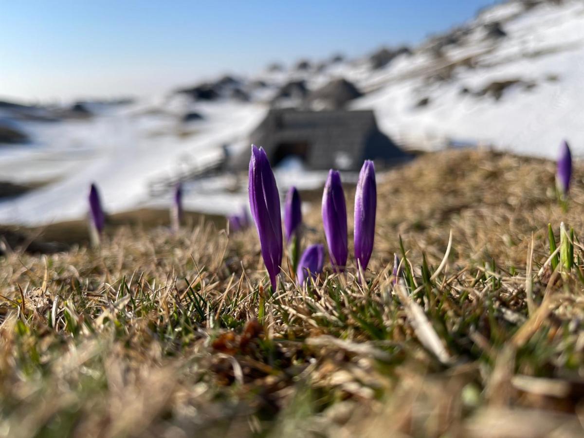 Stahovica Velika Planina Chalet Slovenka מראה חיצוני תמונה